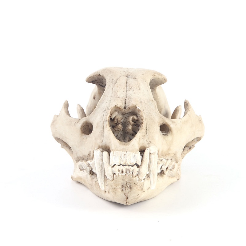 樹脂と頭蓋骨の彫刻,手作りの頭蓋骨,家の装飾,クリエイティブ - Art And Craft Zoo Animals のレビューと価格